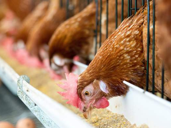 Choline chloride improves egg production: technology leads agriculture to a new era