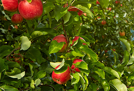 Betaine against fruit cracking: protect your fruits from cracking